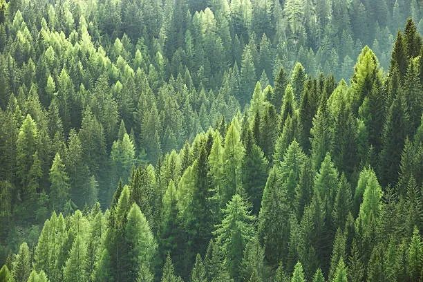 Spruce and fir forest